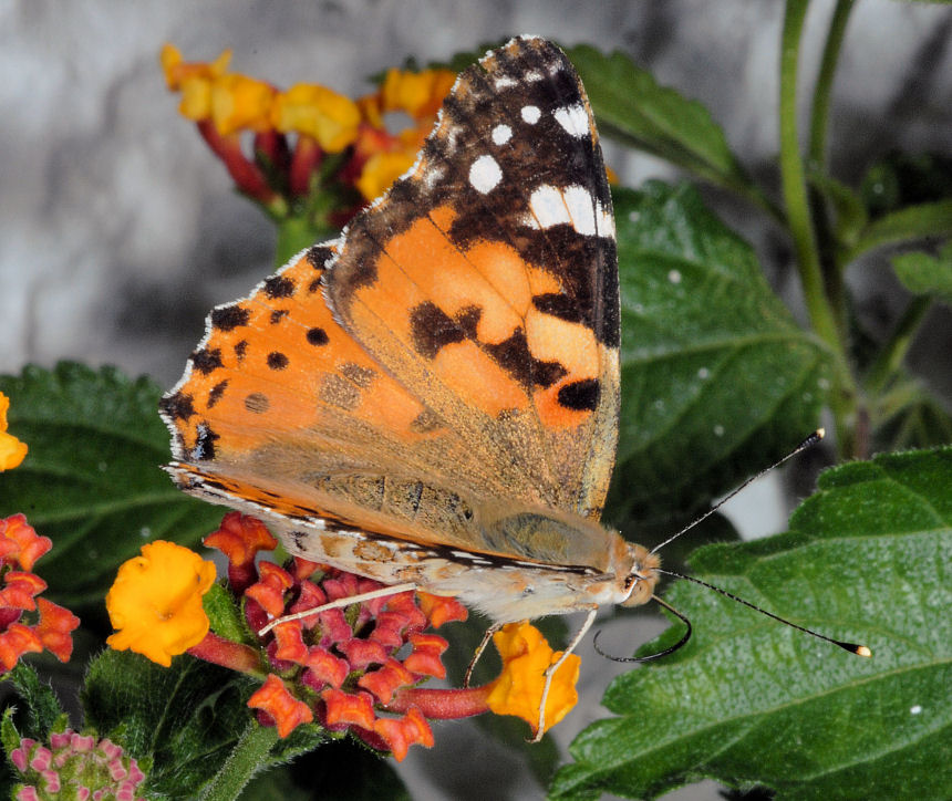 Vanessa cardui sulle lantane